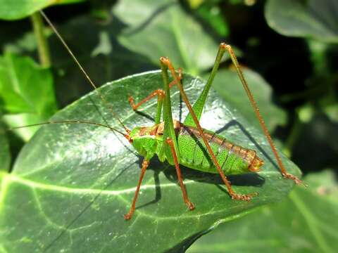 Image of speckled bush-cricket