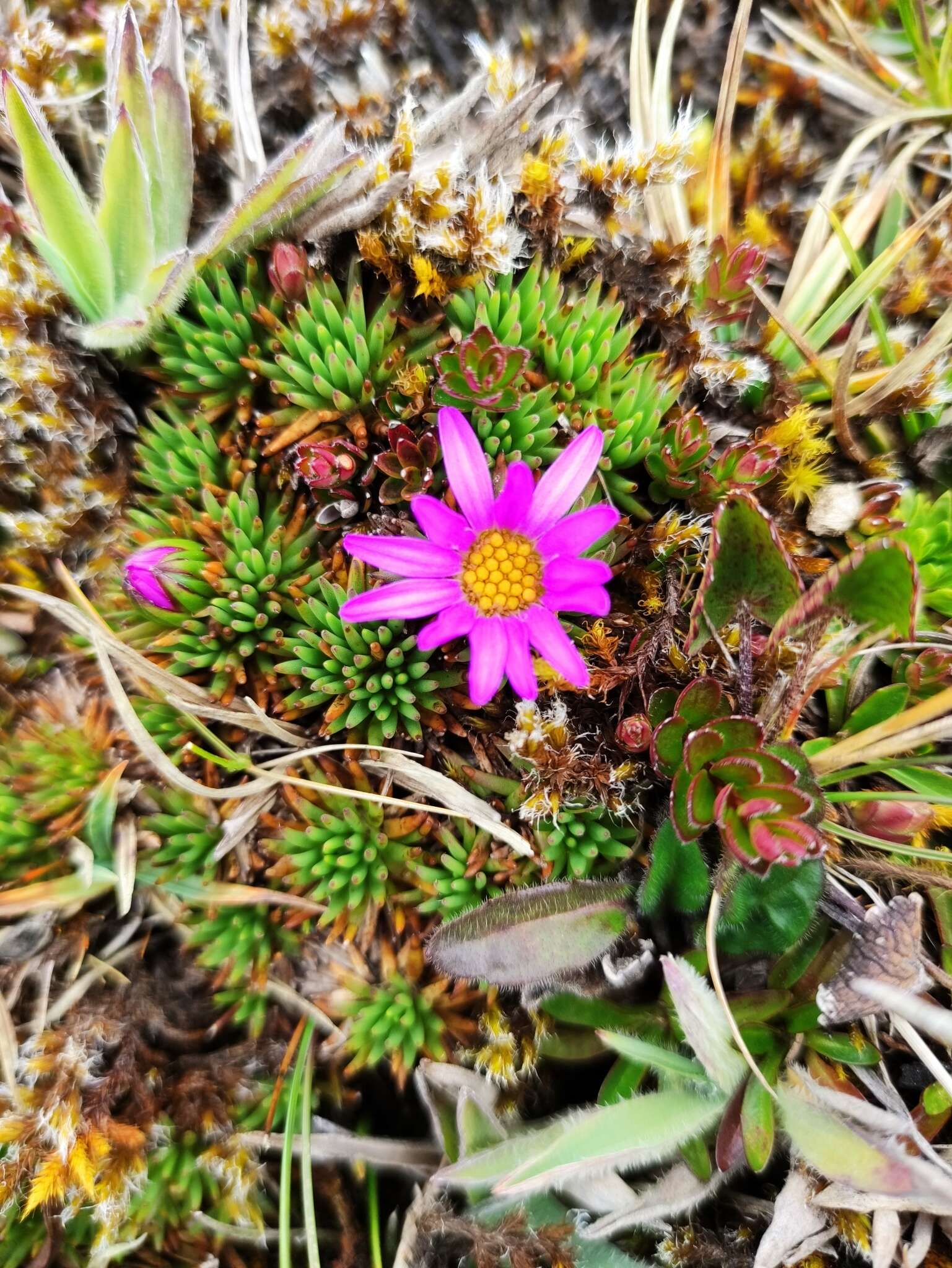 Image of Xenophyllum roseum (Hieron.) V. A. Funk