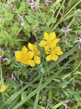 Image of Sisyrinchium graminifolium Lindl.