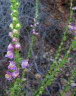 Sivun Antirrhinum thompsonii D. J. Keil kuva