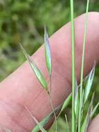 Image de Danthonia sericea Nutt.