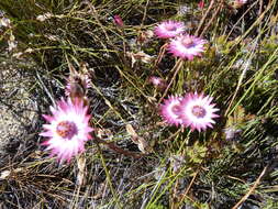 Image of Pink Sewejaartjie