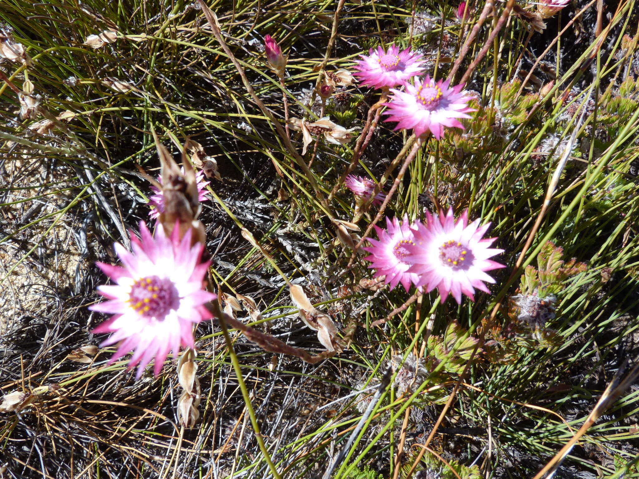 Image of Syncarpha canescens subsp. canescens