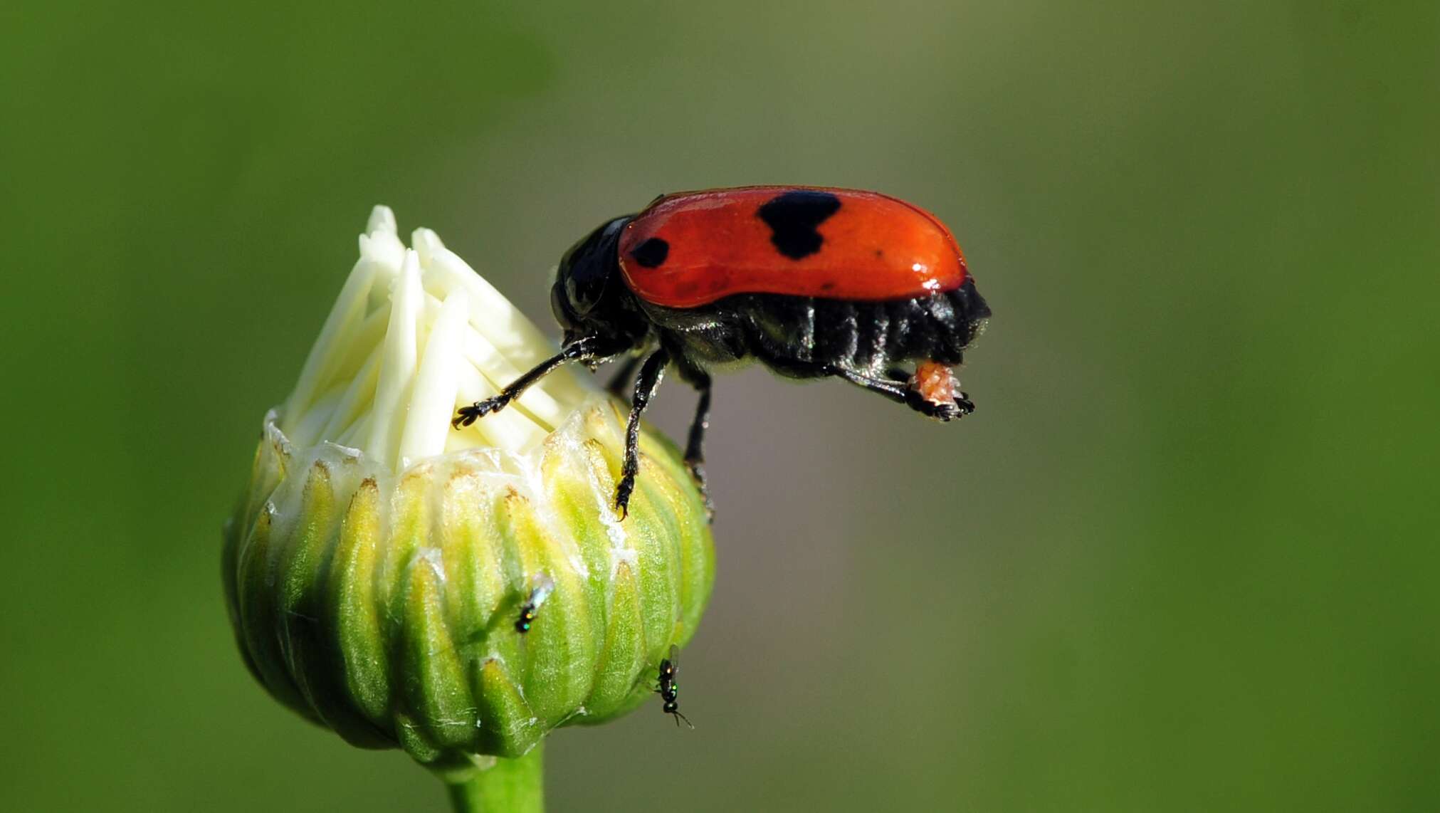 Image of Clytra laeviuscula