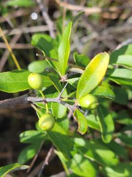 Image of Everglades bully