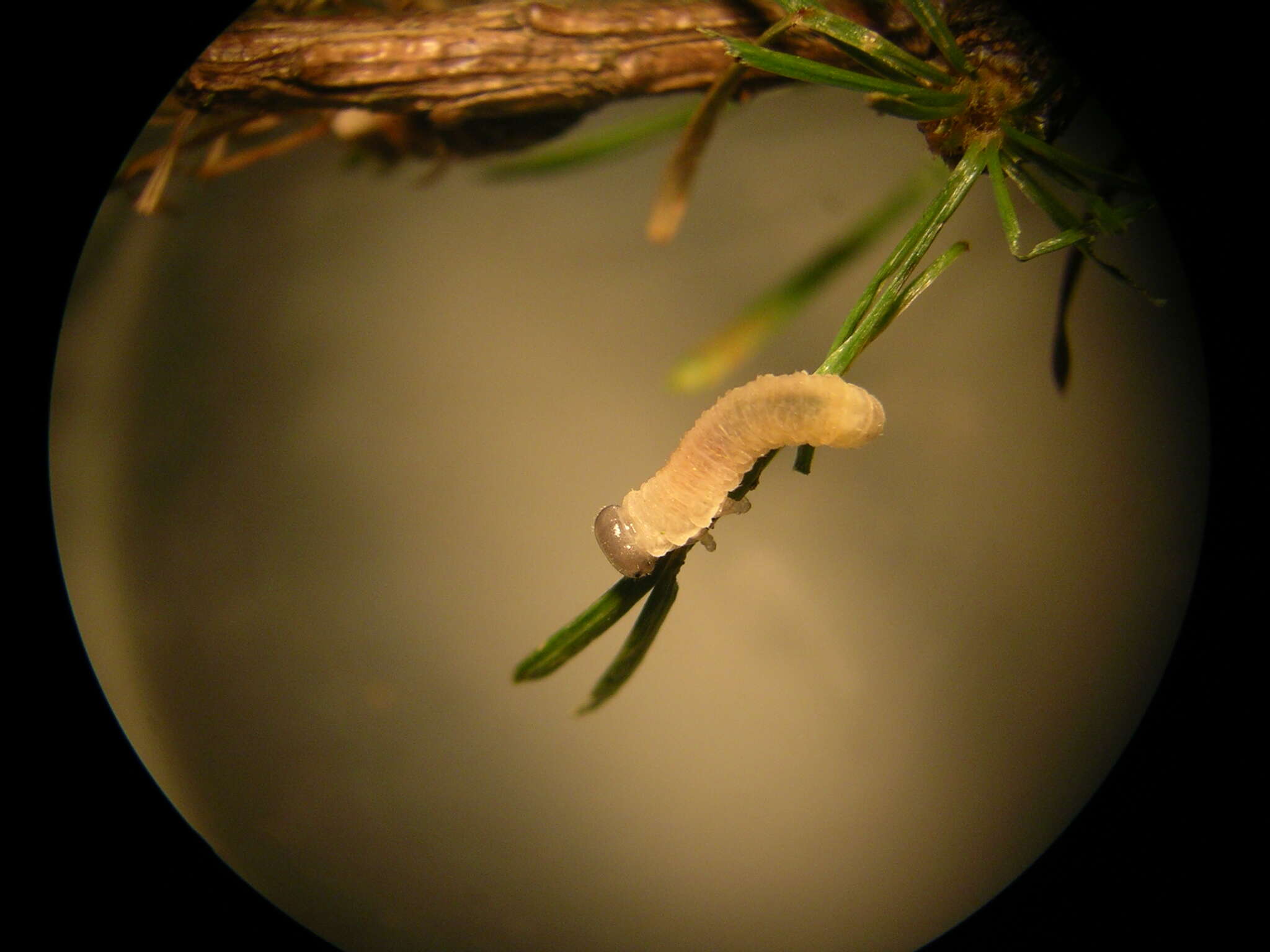 Image of Larch sawfly