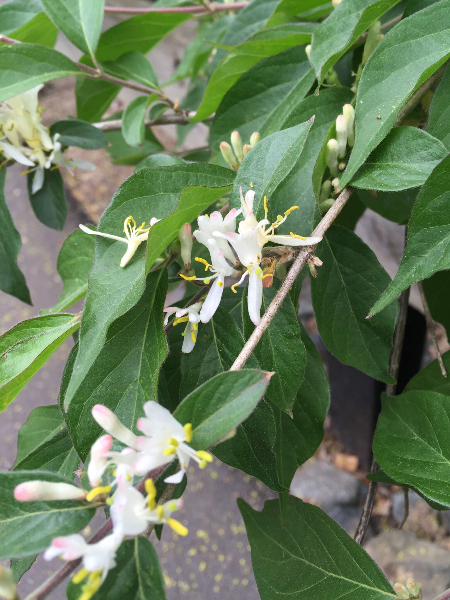 Image of Amur honeysuckle