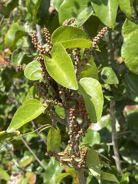 Image of Croton arboreus Millsp.