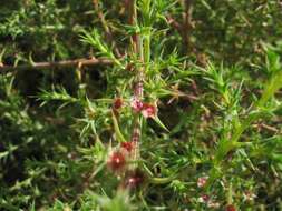 Image of Prickly Russian-Thistle