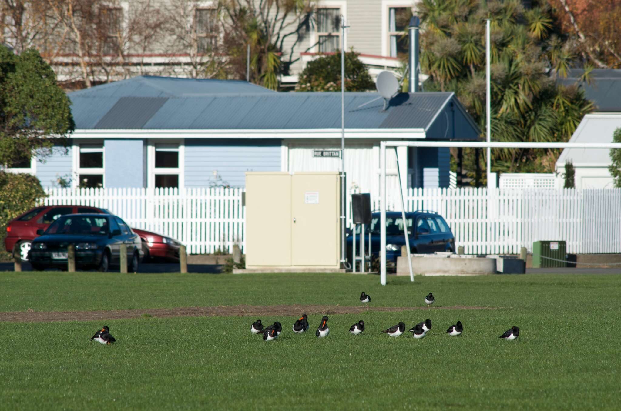 Image of South Island Oystercatcher