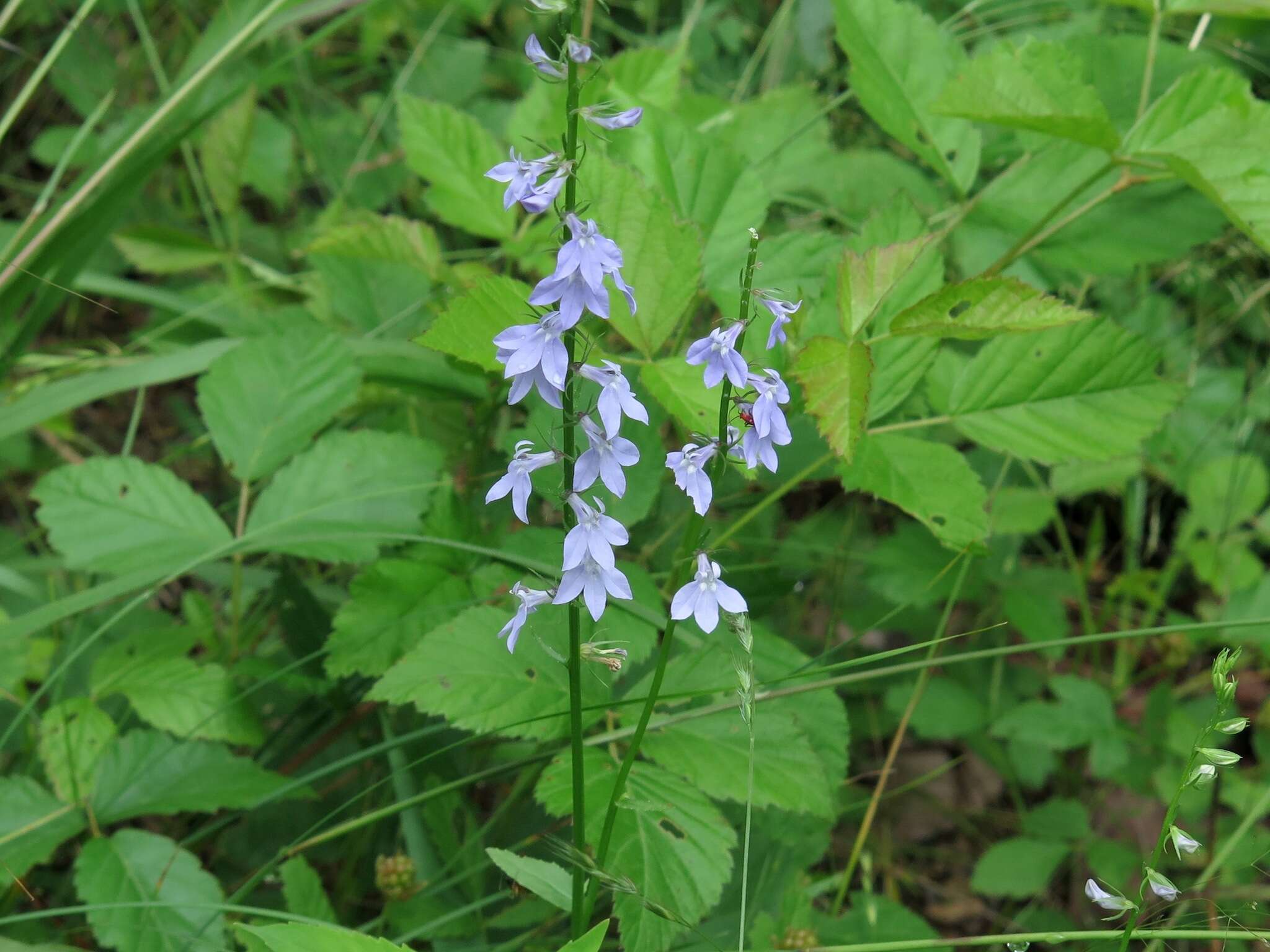 Слика од Lobelia appendiculata A. DC.