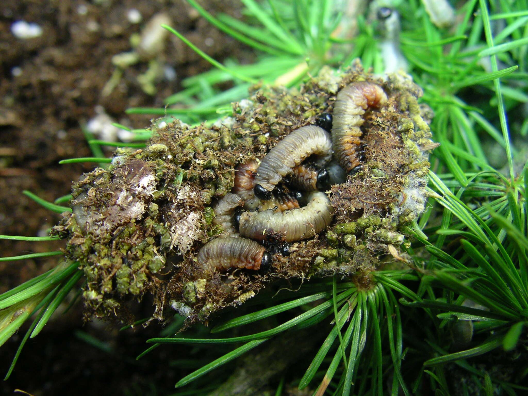 Image of Larch sawfly