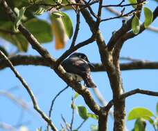 Image of Malabar Woodshrike