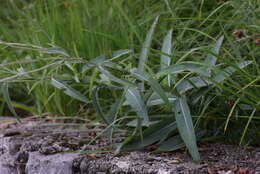 Imagem de Carduus defloratus subsp. summanus (Pollini) Arcang.