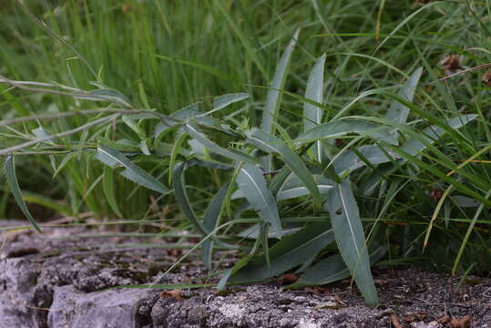 صورة Carduus defloratus subsp. summanus (Pollini) Arcang.