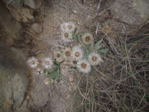 Image of asthmaweed