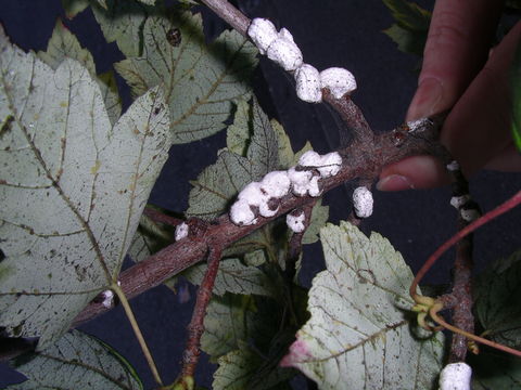 Image of <i>Pulvinaria innumerabilis</i>