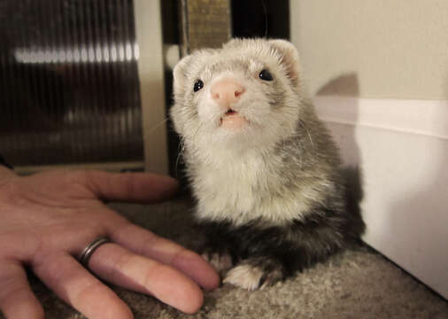 Image of domestic ferret