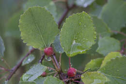 Image of Contarinia petioli (Kieffer 1898)