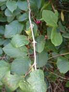 Image of dwarf honeysuckle