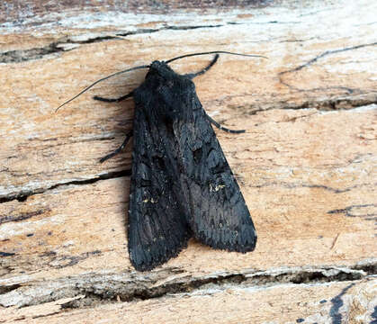 Image of black rustic