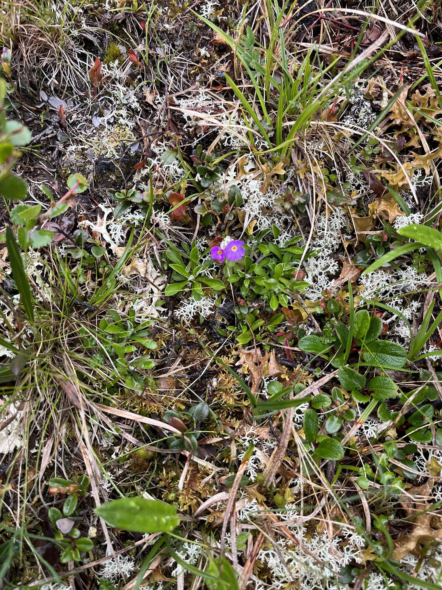 Plancia ëd Primula scandinavica Brunn.