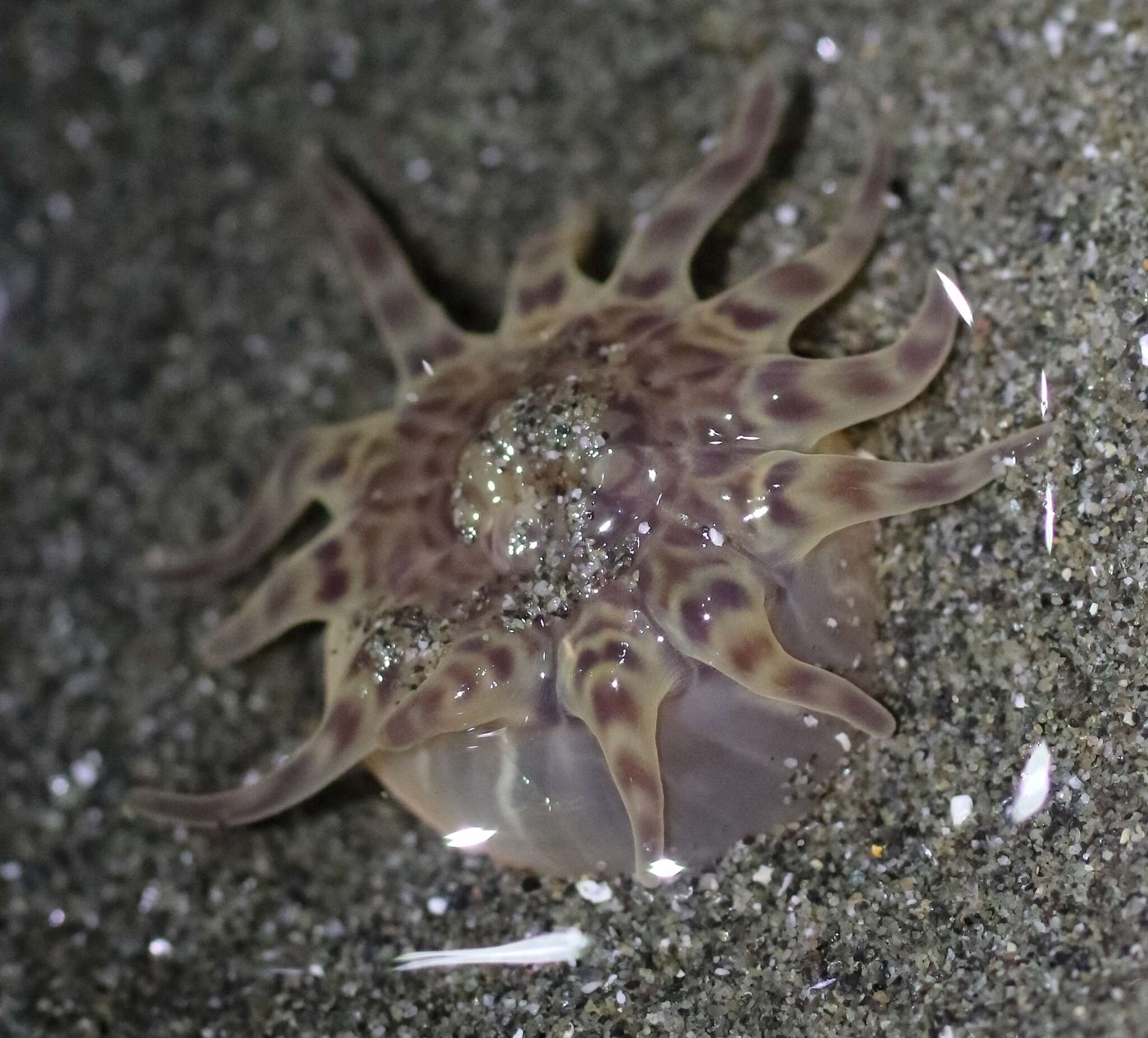 Image of 12-tentacle parasitic anemone