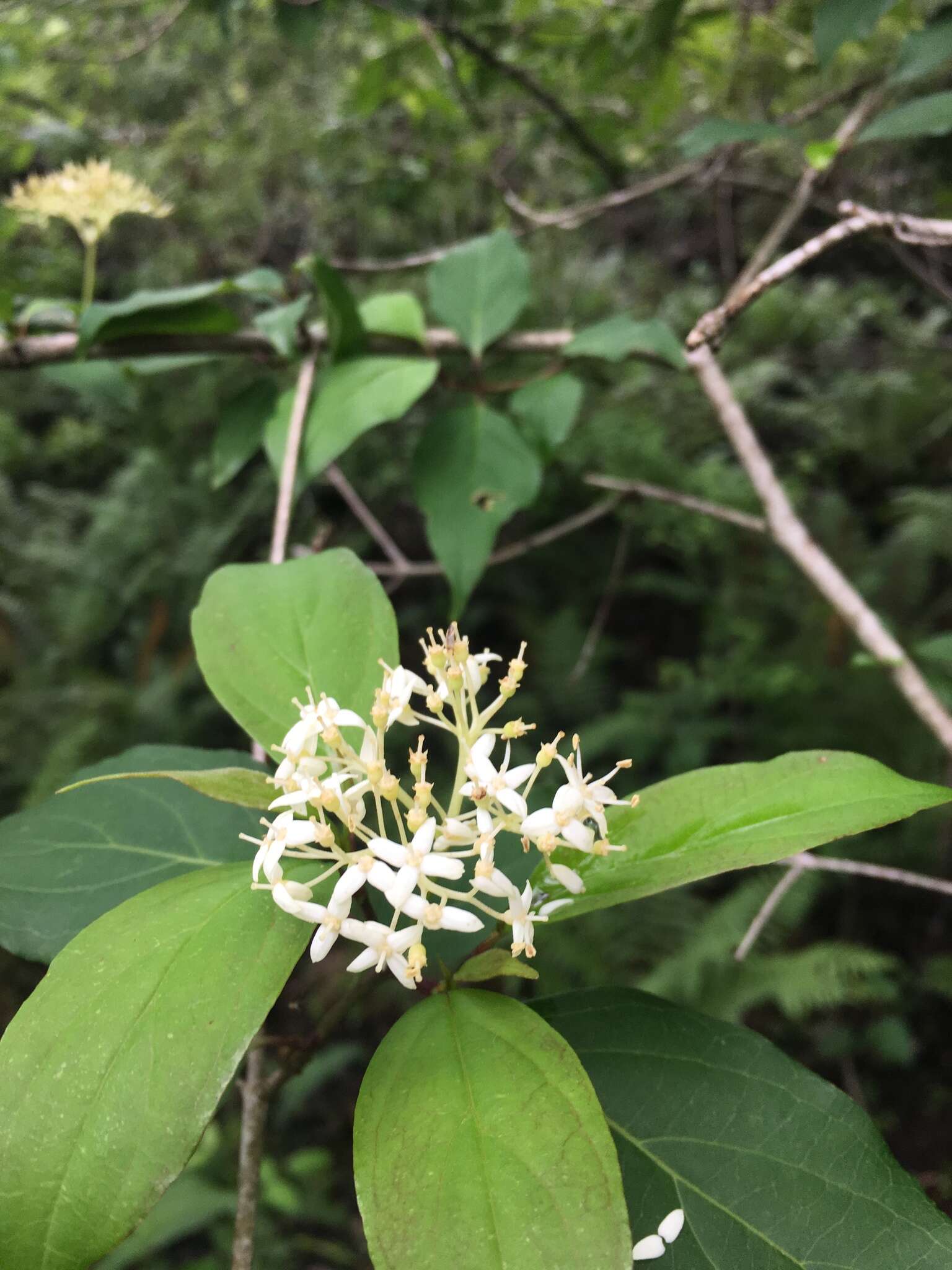 Image de Cornus foemina Mill.