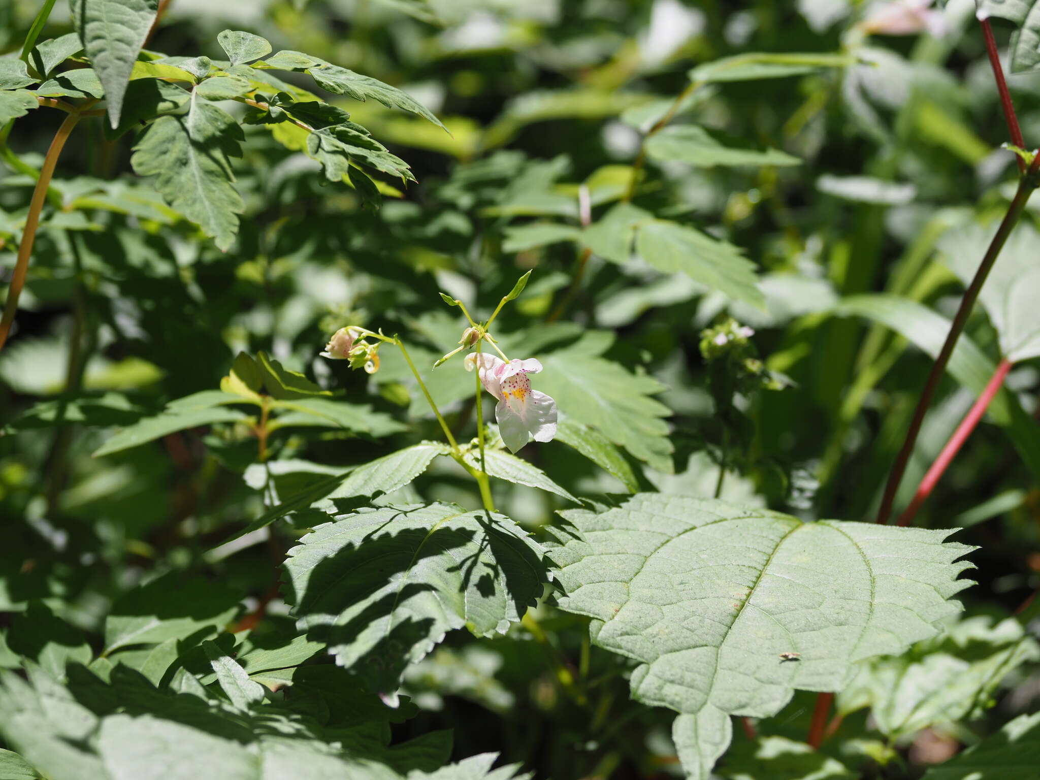 Image of Impatiens textorii Miq.