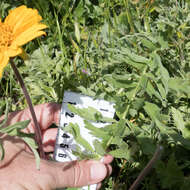 Image of California balsamroot