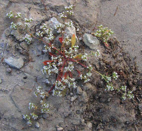 Image of San Bernardino spineflower