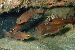 Image of Moluccan cardinalfish