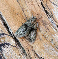 Image of tree-lichen beauty