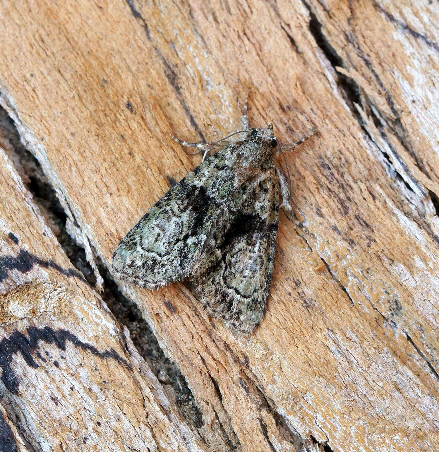 Image of tree-lichen beauty