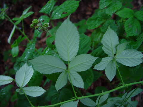 Image of Rubus armipotens Barton ex A. Newton