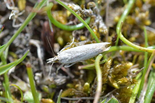 Image of Orocrambus corruptus Butler 1877