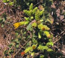 Image of sawtooth goldenbush