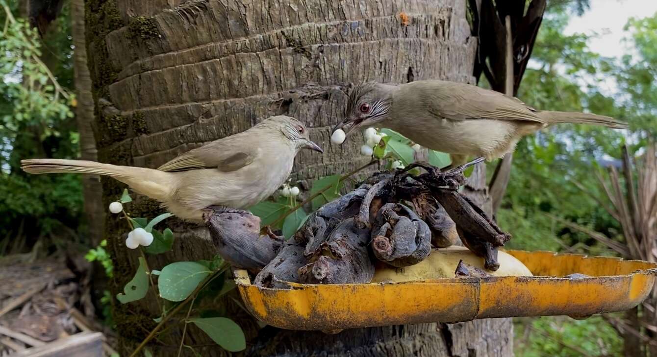 Image of Ayeyarwady Bulbul