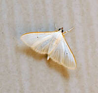 Image of Palpita vitrealis Rossi 1794