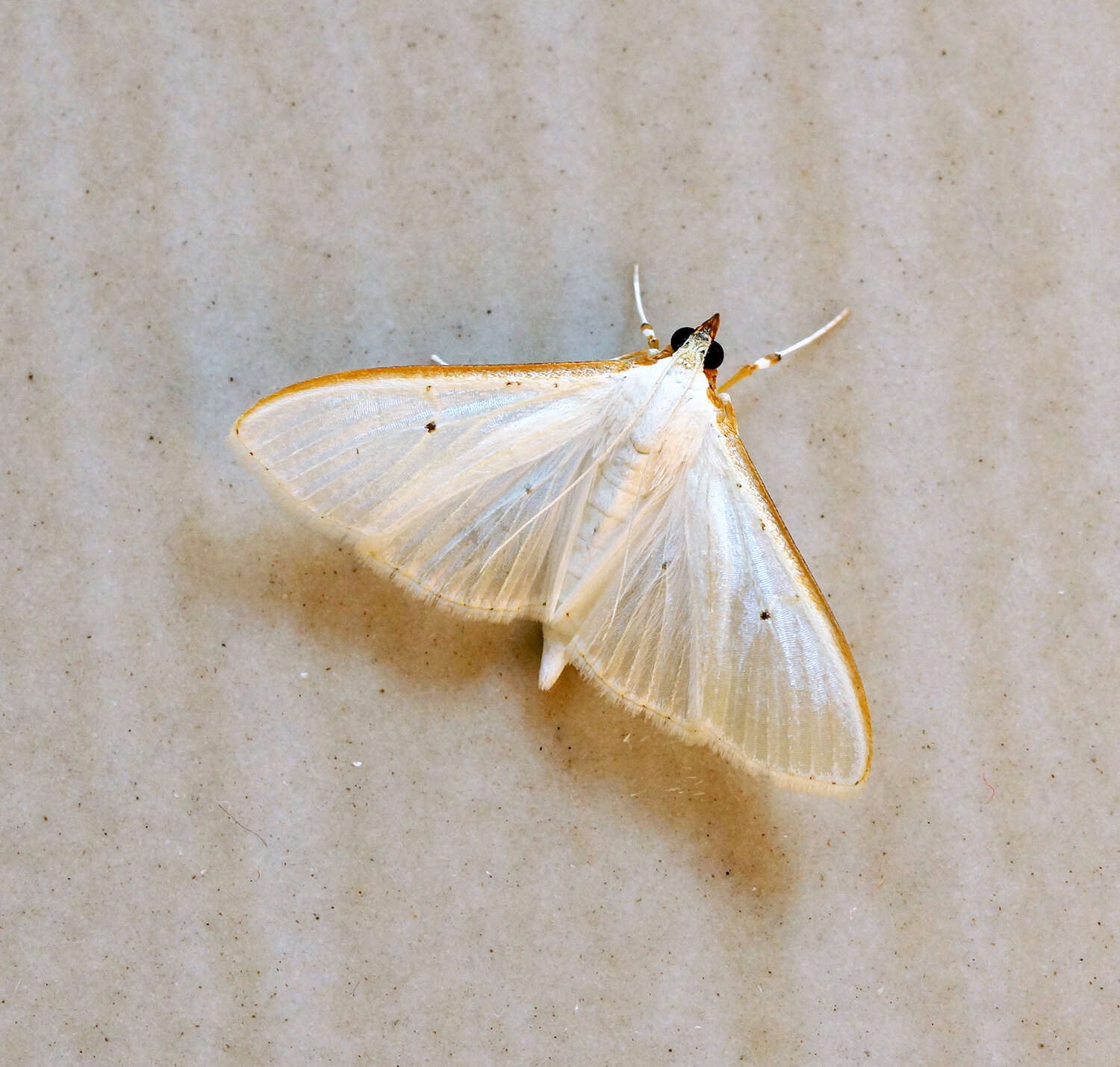 Image of Palpita vitrealis Rossi 1794