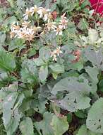 Image of Edible aster