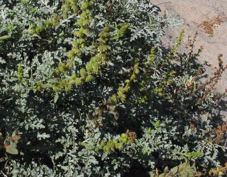 Image of silver bur ragweed