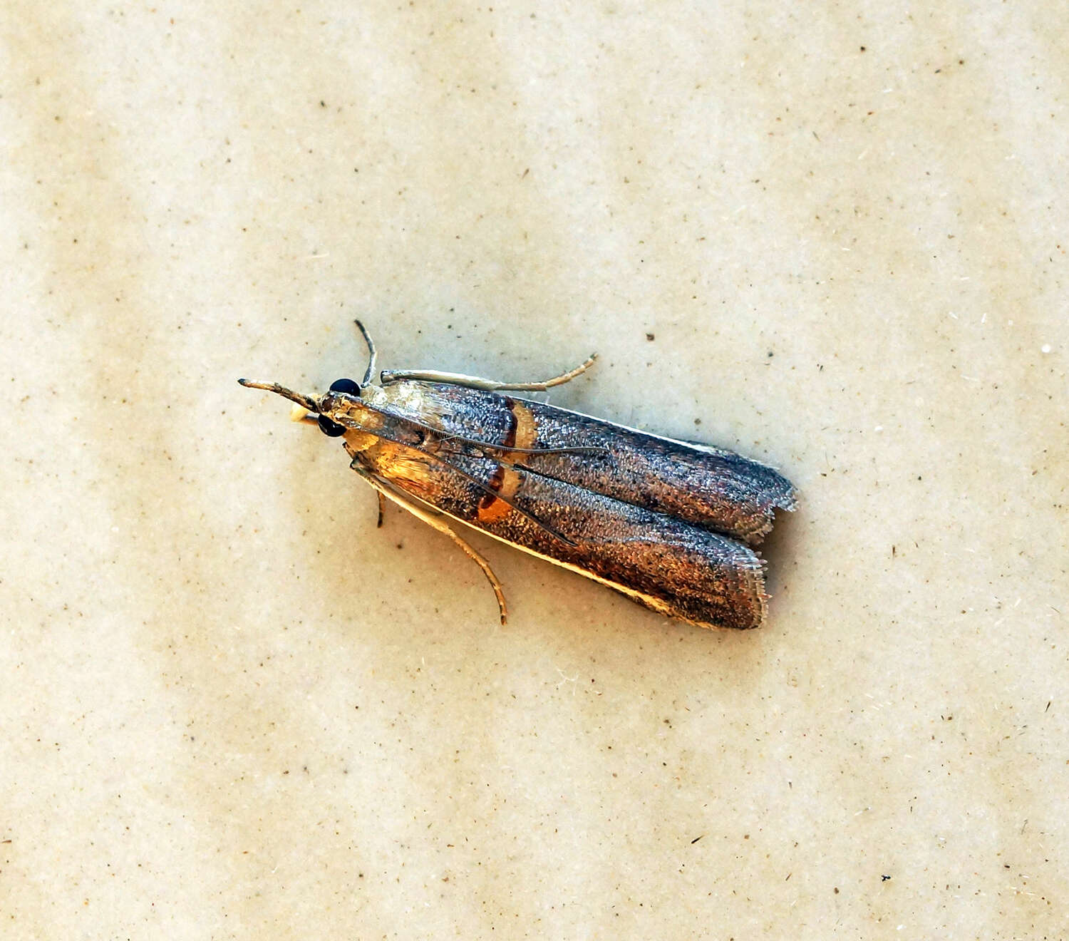 Image of Moth