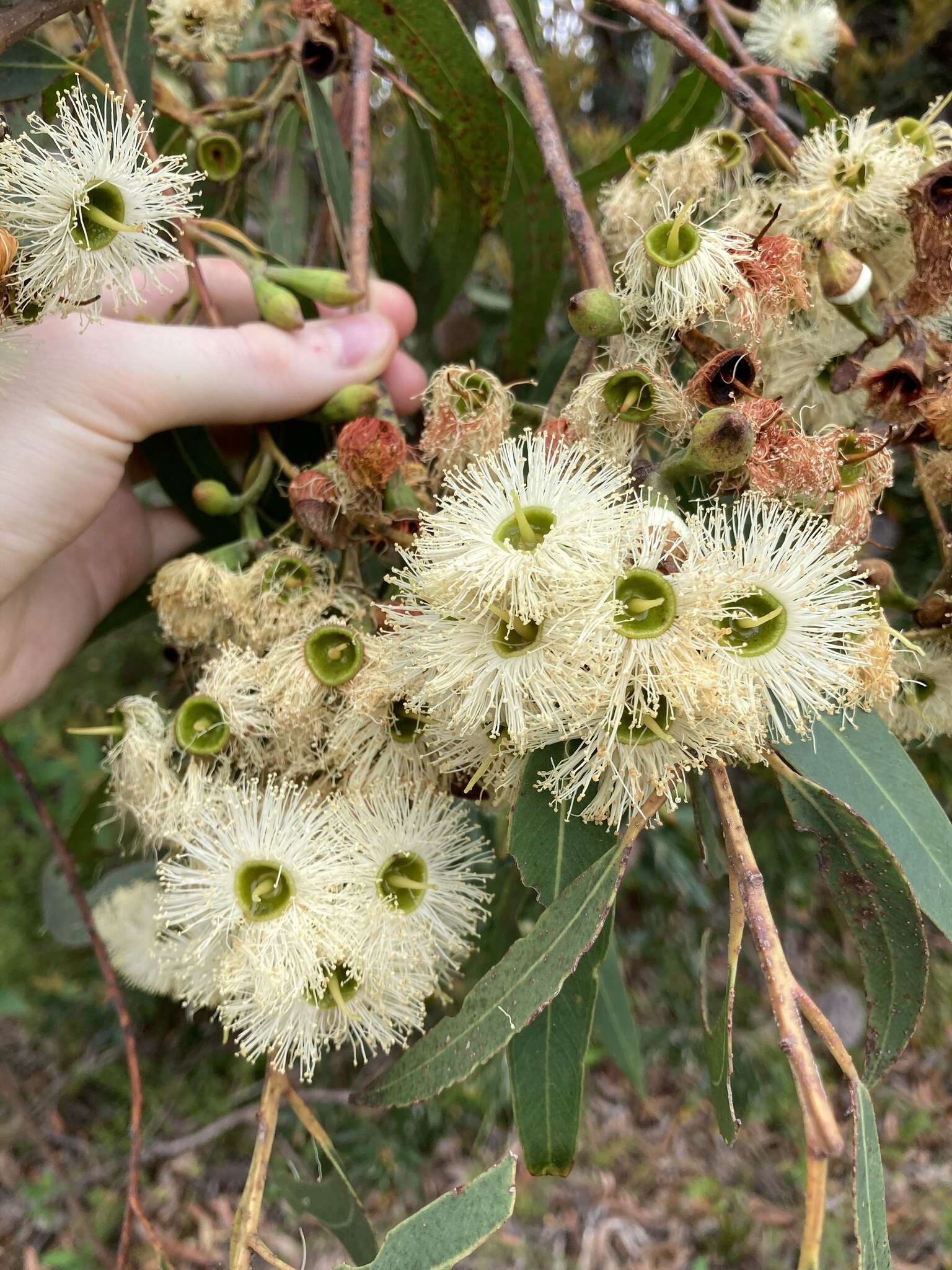 Слика од Eucalyptus planchoniana F. Müll.