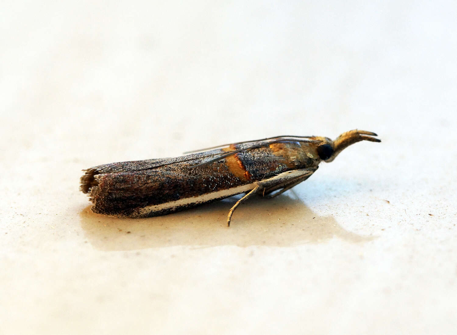 Image of Moth