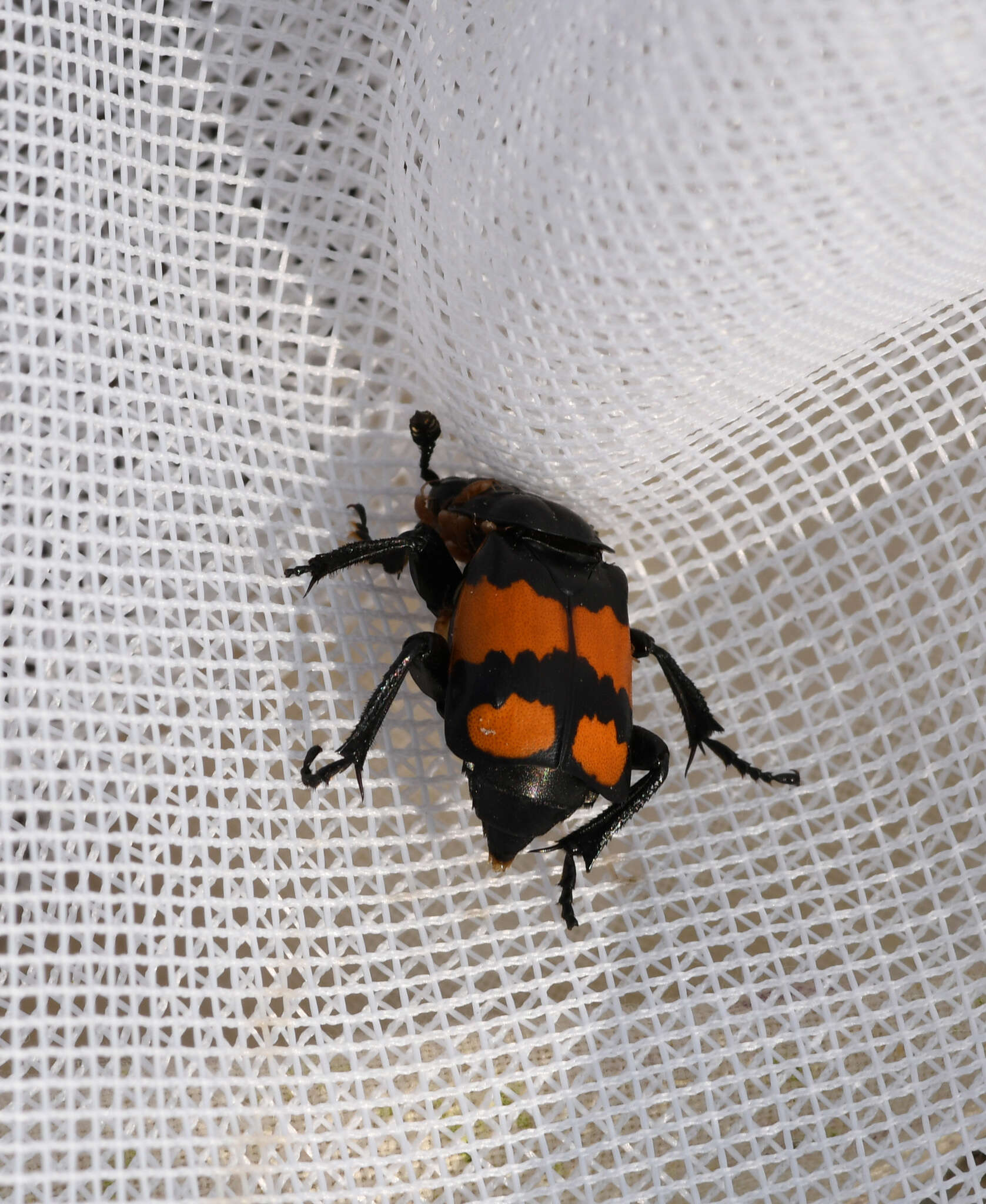 Image of Nicrophorus (Nicrophorus) hebes (Kirby 1837)