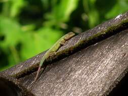 Image of Green Spiny Lizard