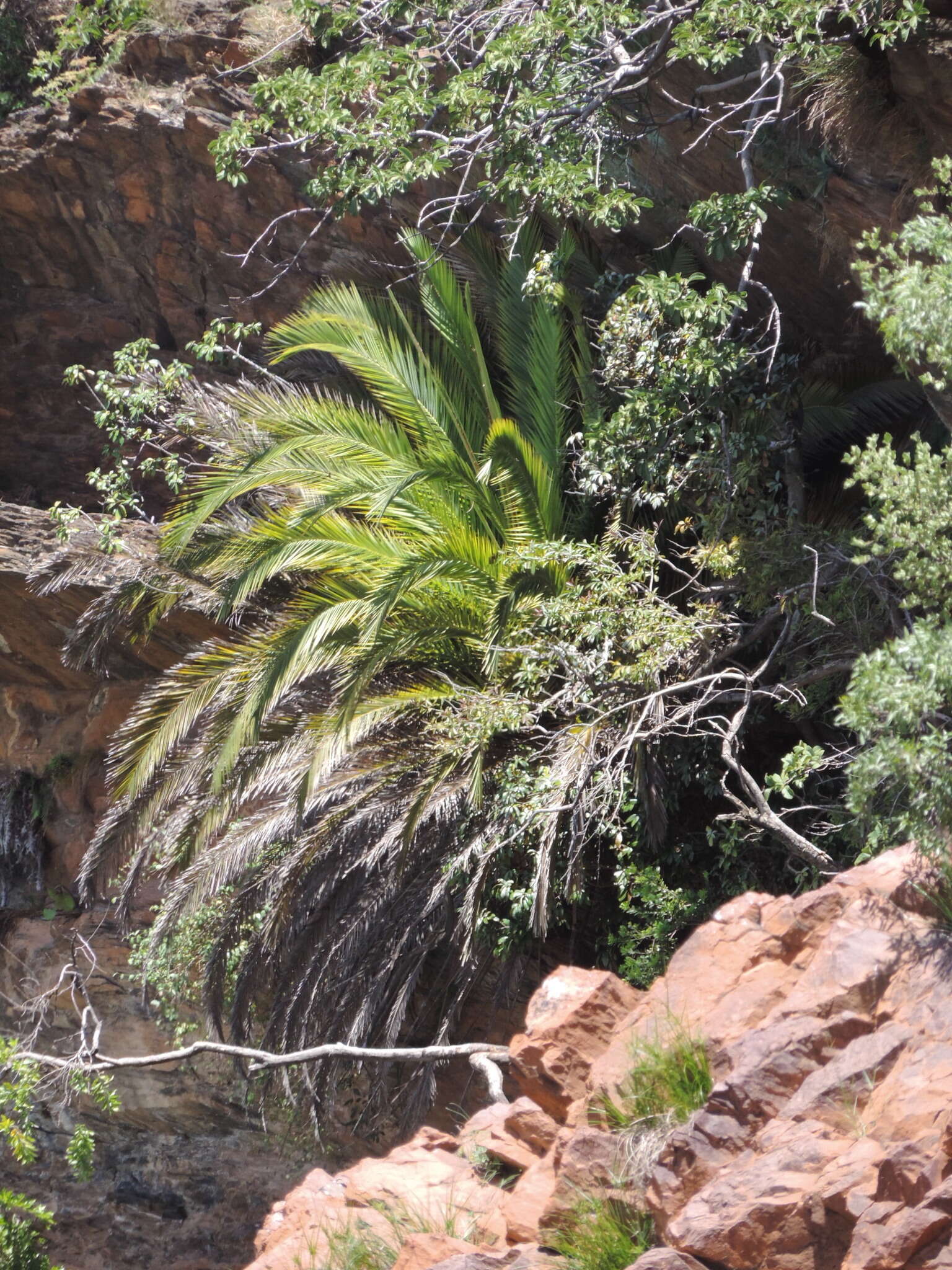 Plancia ëd Phoenix reclinata Jacq.