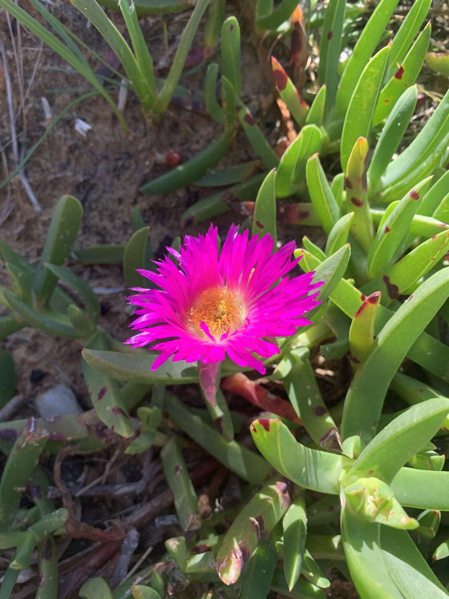 Imagem de Carpobrotus glaucescens (Haw.) Schwant.