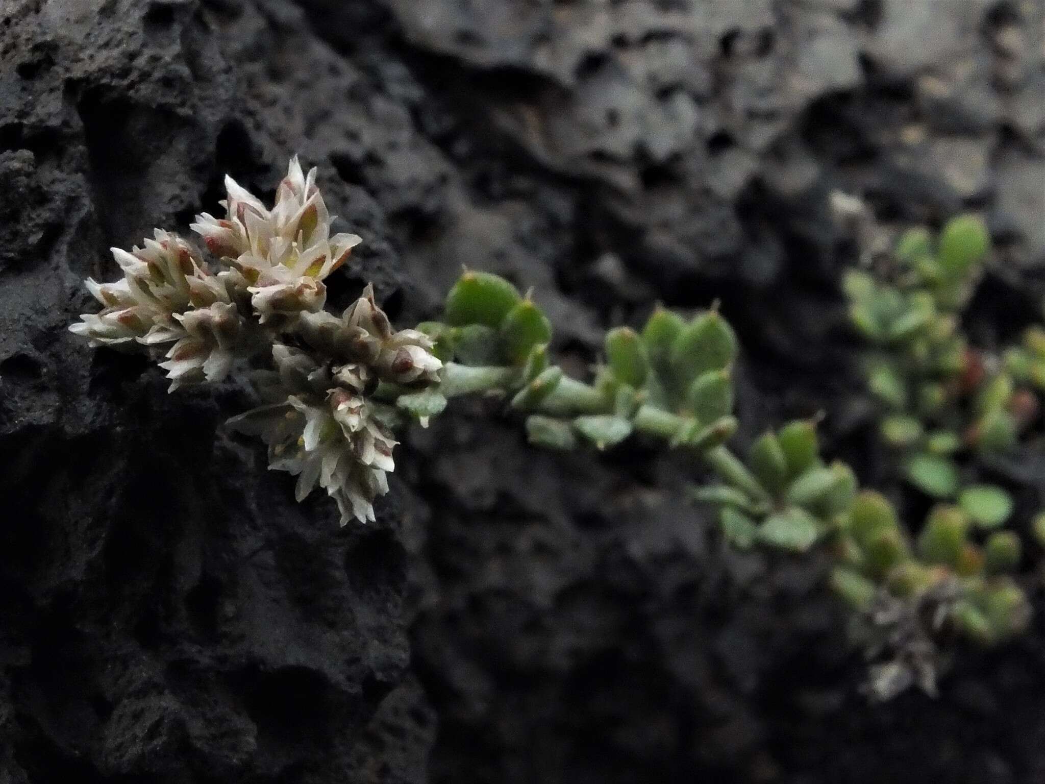 Imagem de Polycarpaea divaricata Poir. ex Steud.